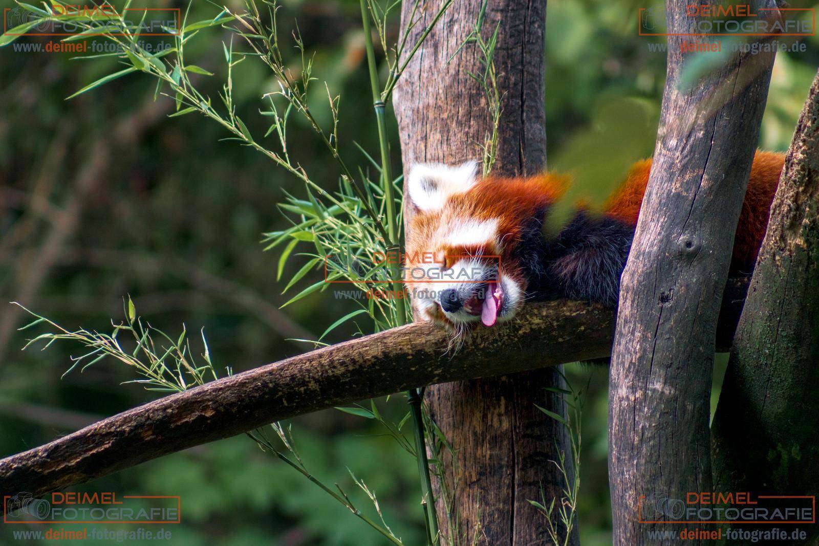 Roter Panda im Wald Deimel Fotografie